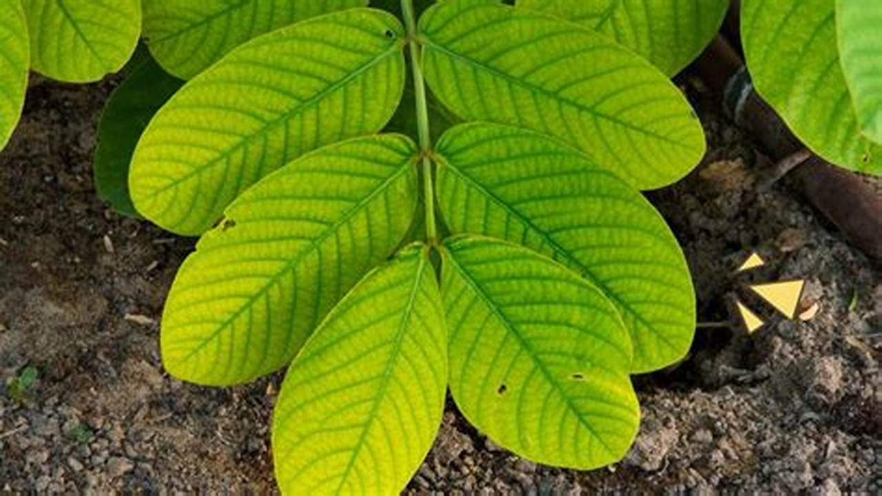 Manfaat Daun Gelinggang yang Jarang Diketahui, Yuk Kepoin!